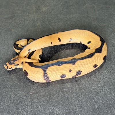 animal image