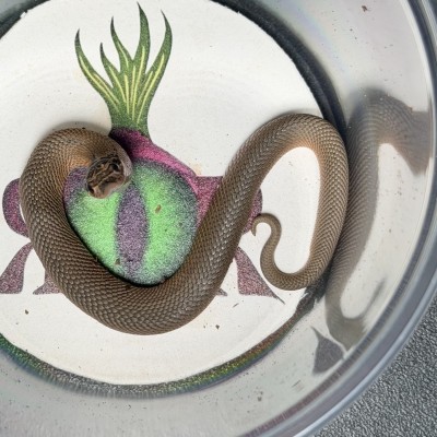 animal image
