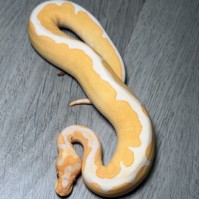 animal image