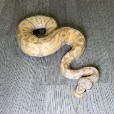 animal image
