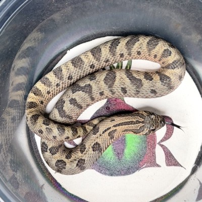 animal image