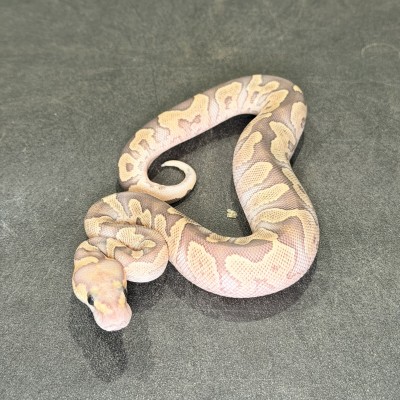 animal image
