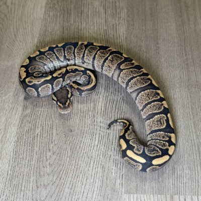 animal image