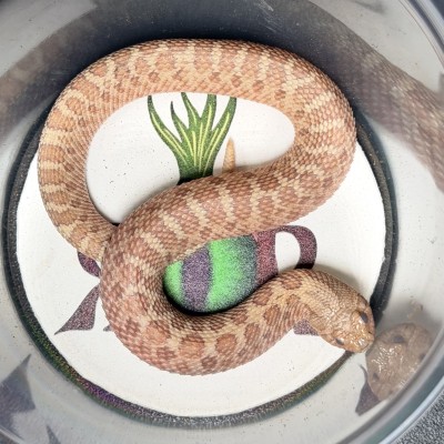 animal image