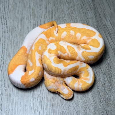 animal image