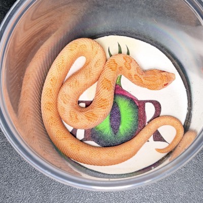 animal image