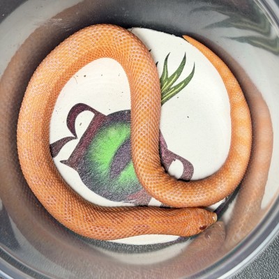 animal image