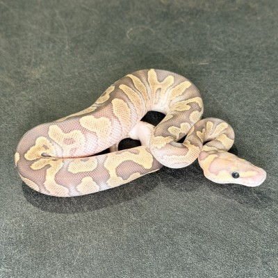 animal image