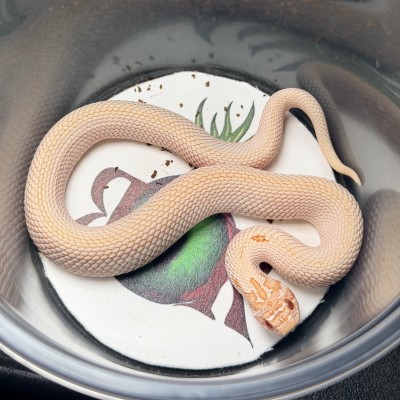 animal image