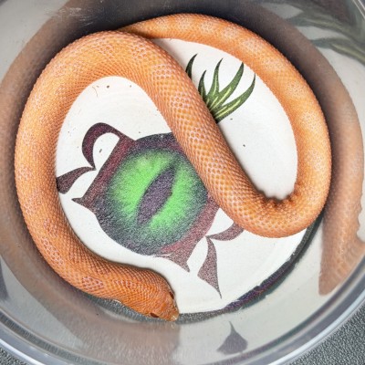 animal image