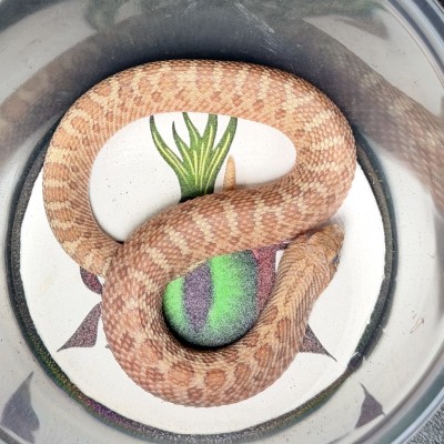 animal image