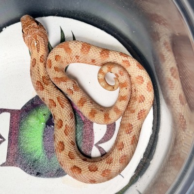 animal image