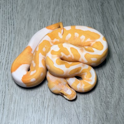 animal image