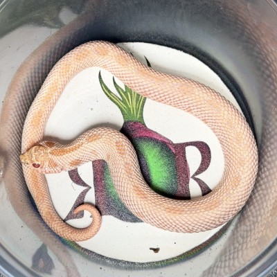animal image