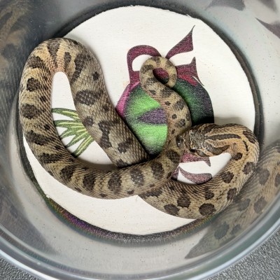 animal image