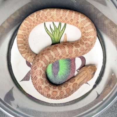 animal image