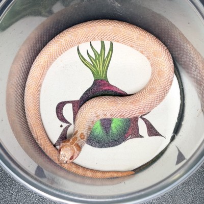 animal image
