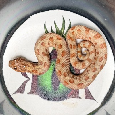 animal image