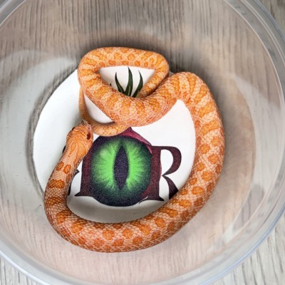 animal image
