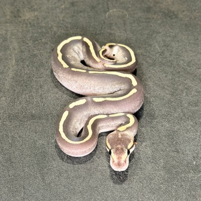 animal image