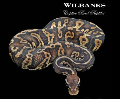 animal image