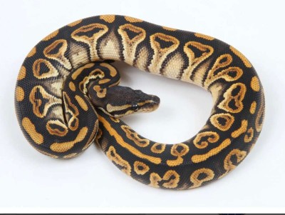 animal image