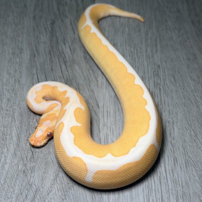 animal image