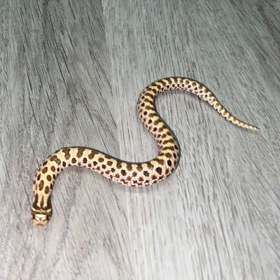 animal image