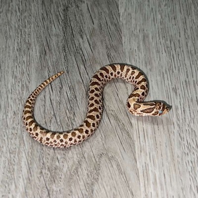 animal image