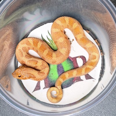 animal image