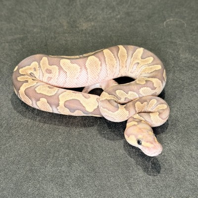 animal image