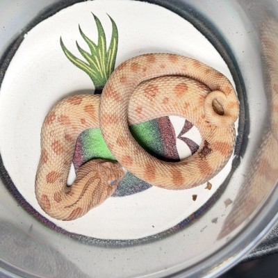 animal image