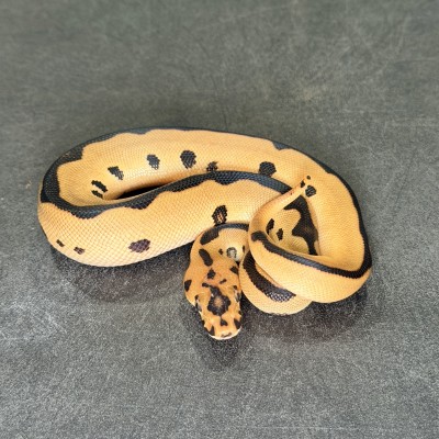 animal image