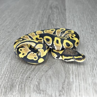 animal image