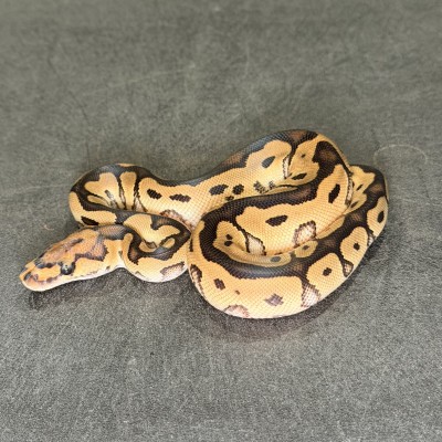 animal image