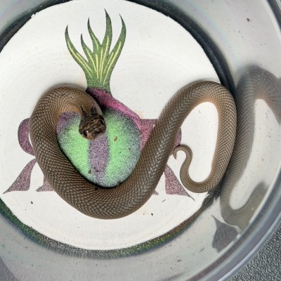 animal image