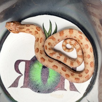 animal image