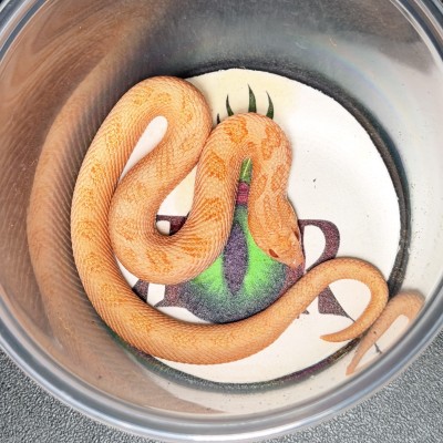 animal image