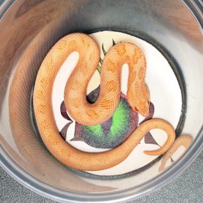 animal image