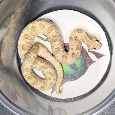 animal image
