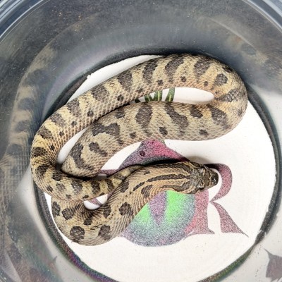 animal image