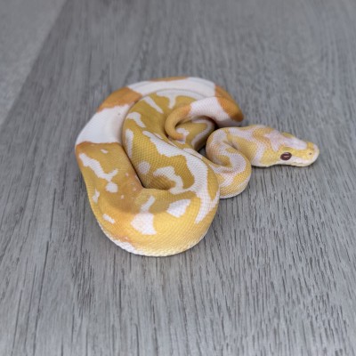 animal image