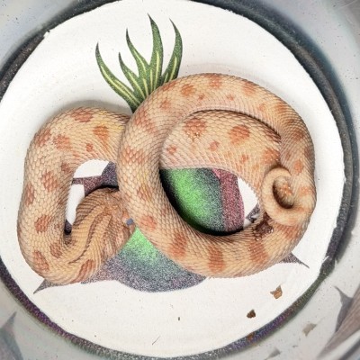 animal image