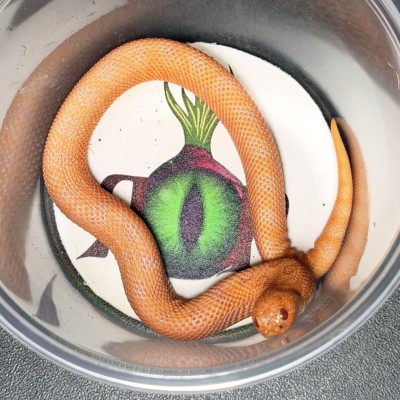 animal image