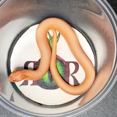 animal image