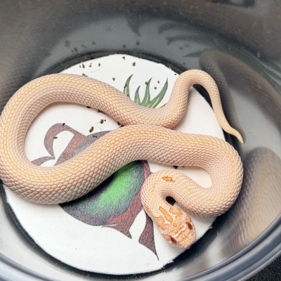 animal image