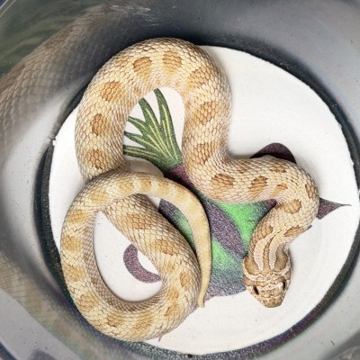 animal image