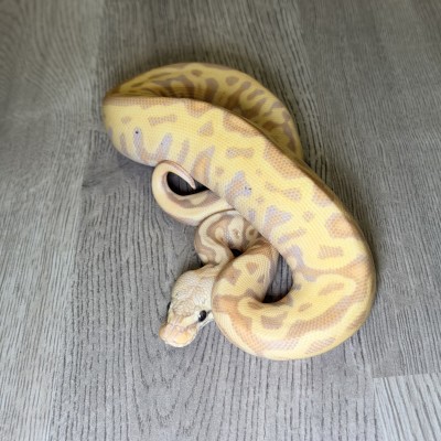animal image