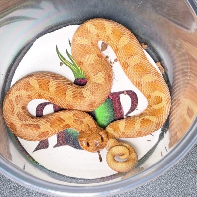 animal image