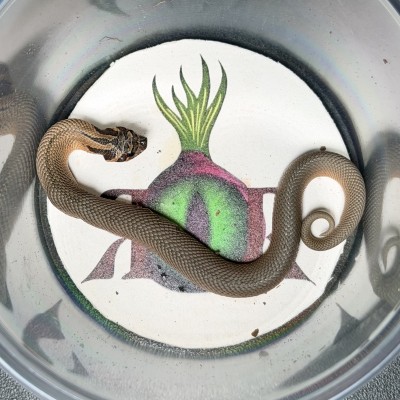 animal image